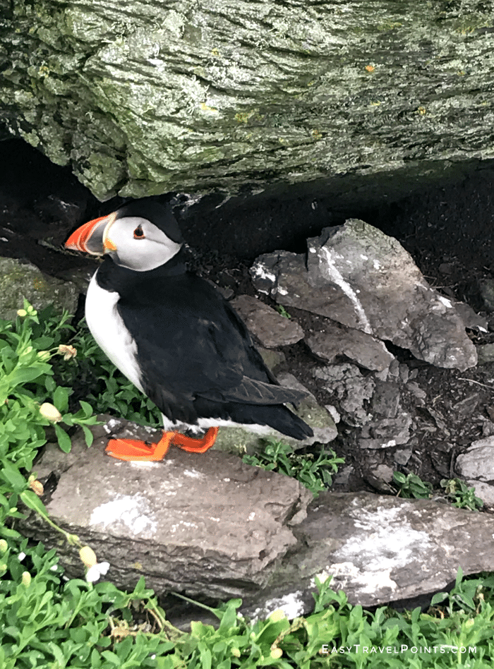 a puffin bird on skellig michael